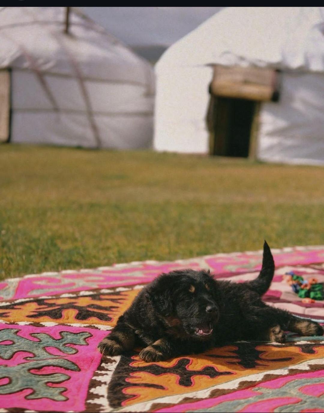 Zalkar Yurt Camp 호텔 Song-Kul 외부 사진